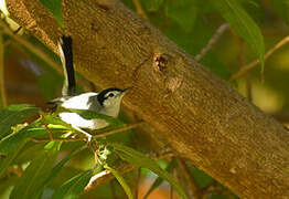 Gobemoucheron tropical