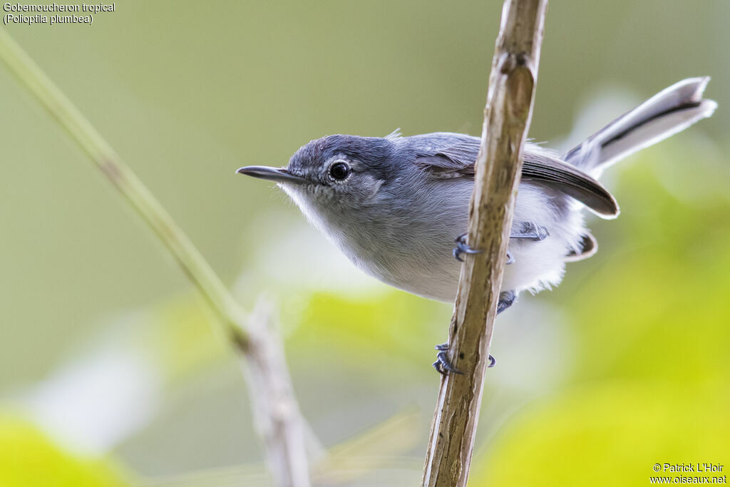 Tropical Gnatcatcher female adult