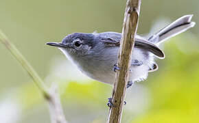 Tropical Gnatcatcher