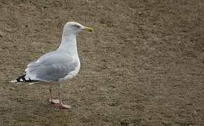 European Herring Gull