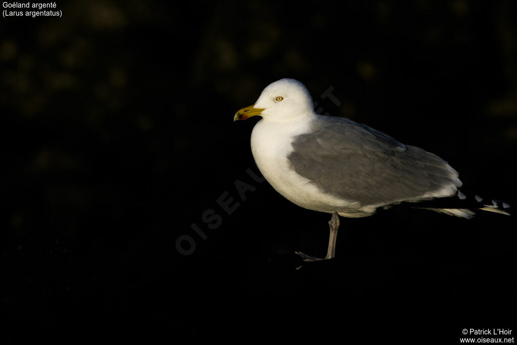 European Herring Gull