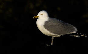 European Herring Gull