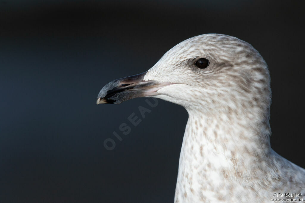 European Herring GullSecond year