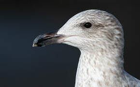 European Herring Gull