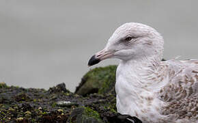 European Herring Gull