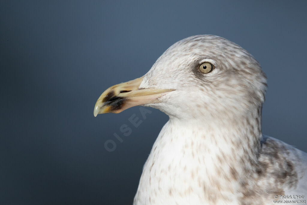 European Herring GullFourth year