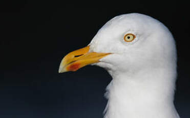 Goéland argenté