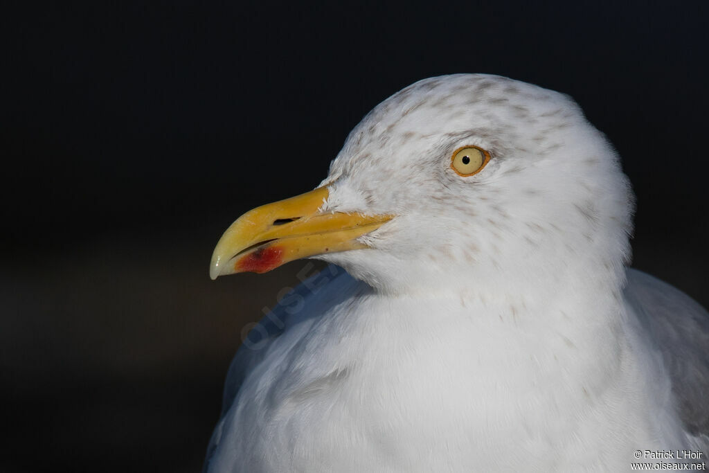 European Herring Gulladult post breeding