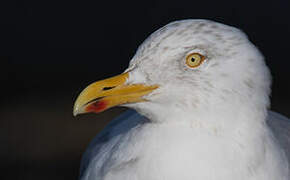 European Herring Gull