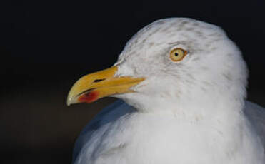 Goéland argenté