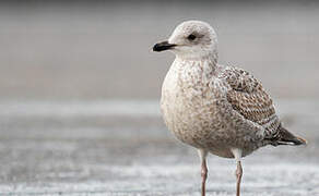 European Herring Gull