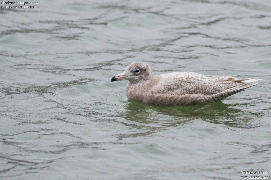 Glaucous GullSecond year