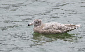 Glaucous Gull