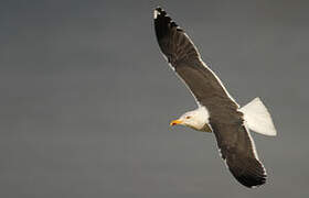 Lesser Black-backed Gull