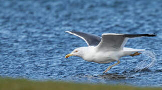 Lesser Black-backed Gull