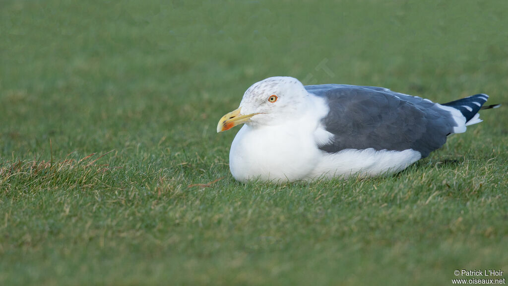 Lesser Black-backed Gulladult post breeding