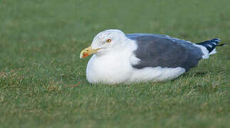 Lesser Black-backed Gull