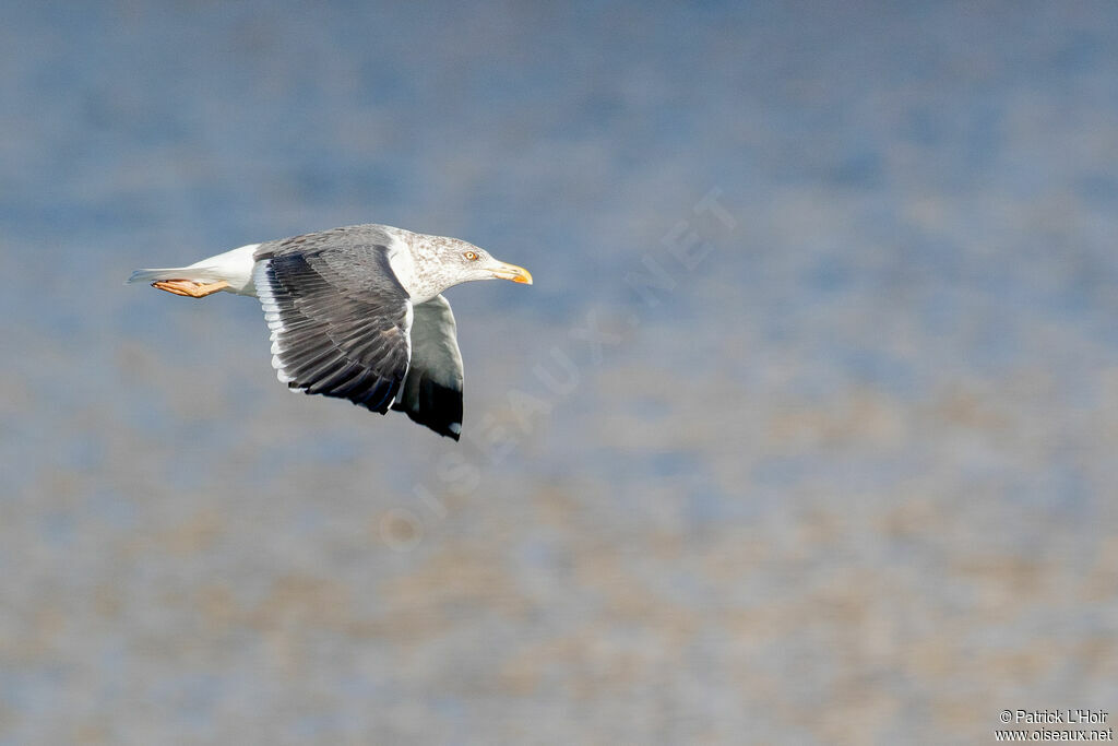 Lesser Black-backed Gull