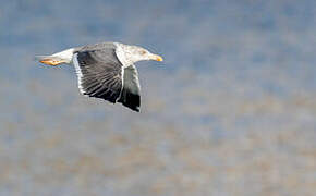 Lesser Black-backed Gull