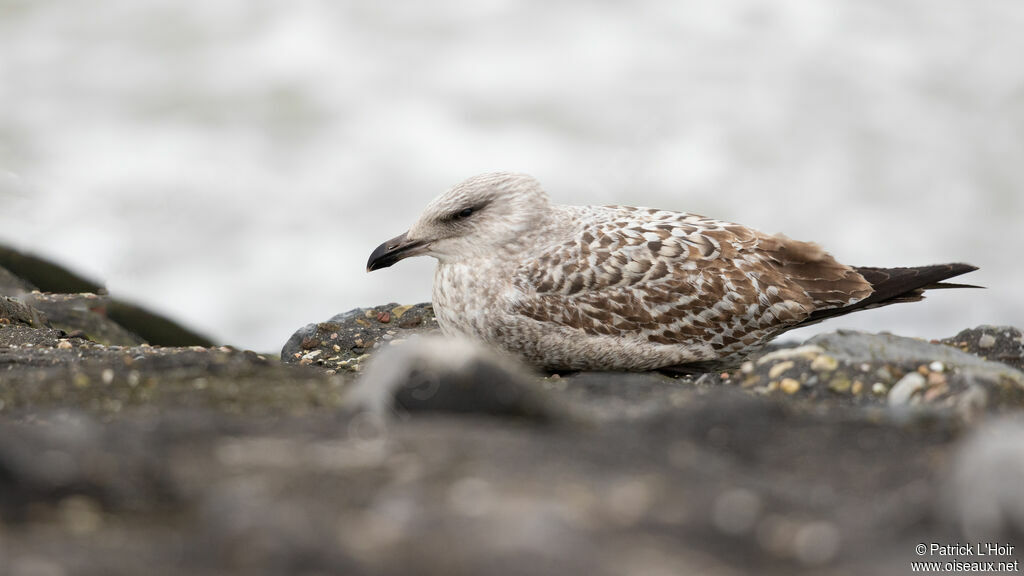 Lesser Black-backed Gull