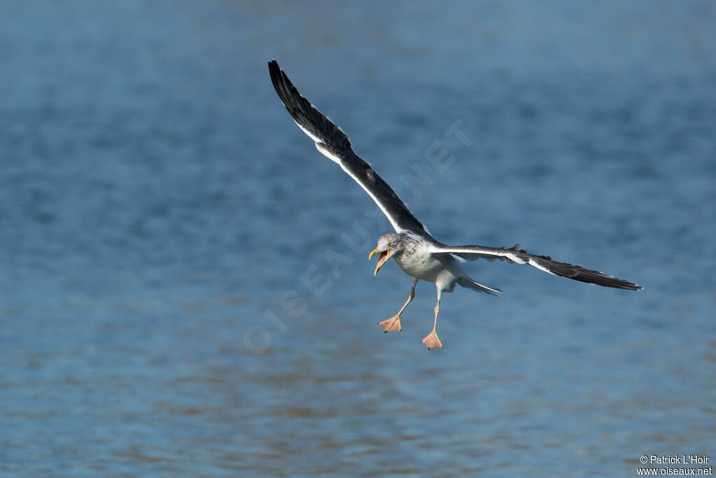 Lesser Black-backed Gull