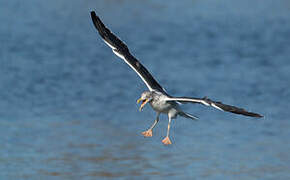 Lesser Black-backed Gull