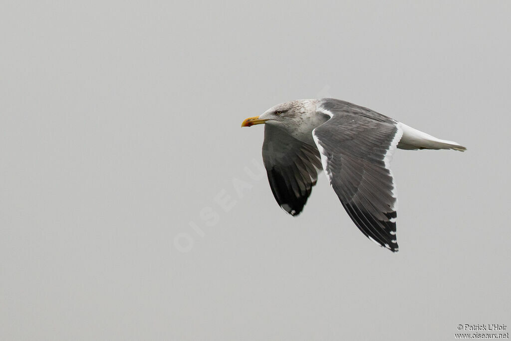 Lesser Black-backed Gull