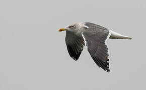 Lesser Black-backed Gull