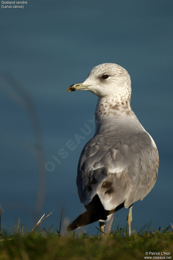 Mew Gull