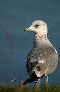 Mew Gull