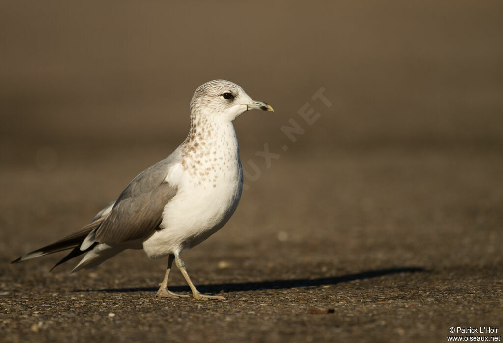 Mew Gull