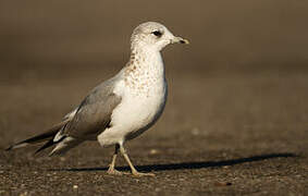 Common Gull