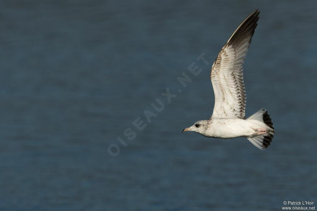 Common Gull