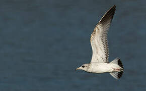 Common Gull