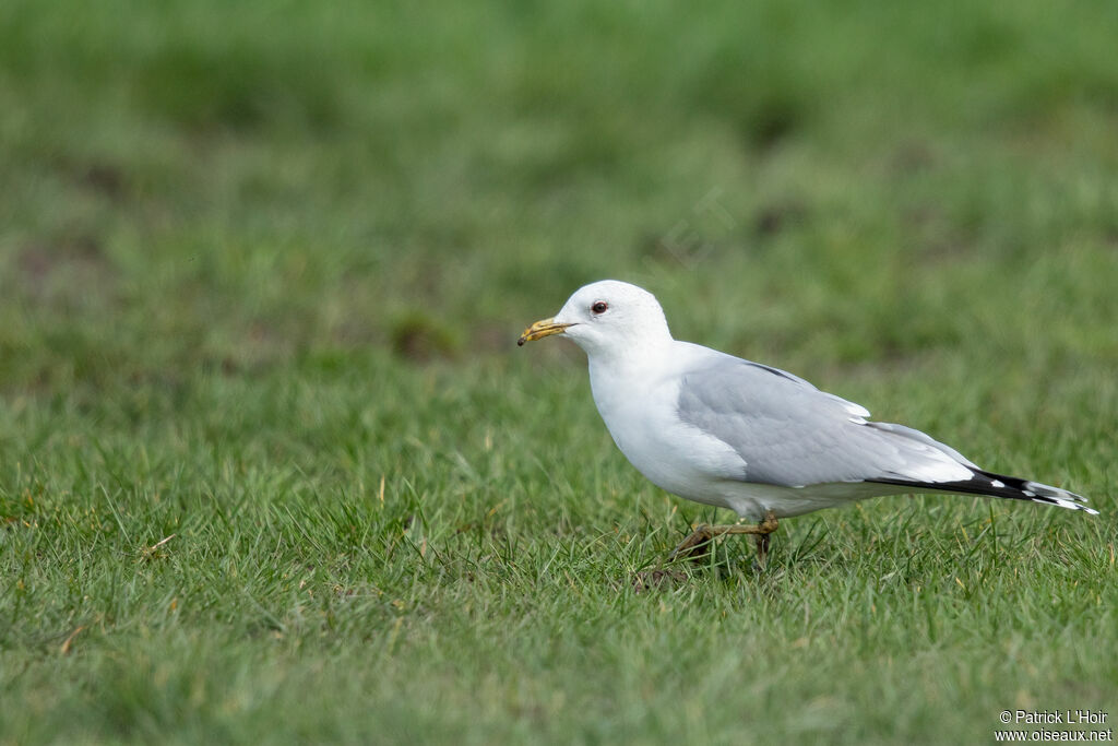 Mew Gull