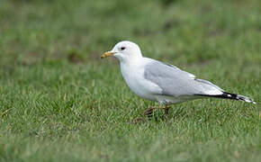 Mew Gull