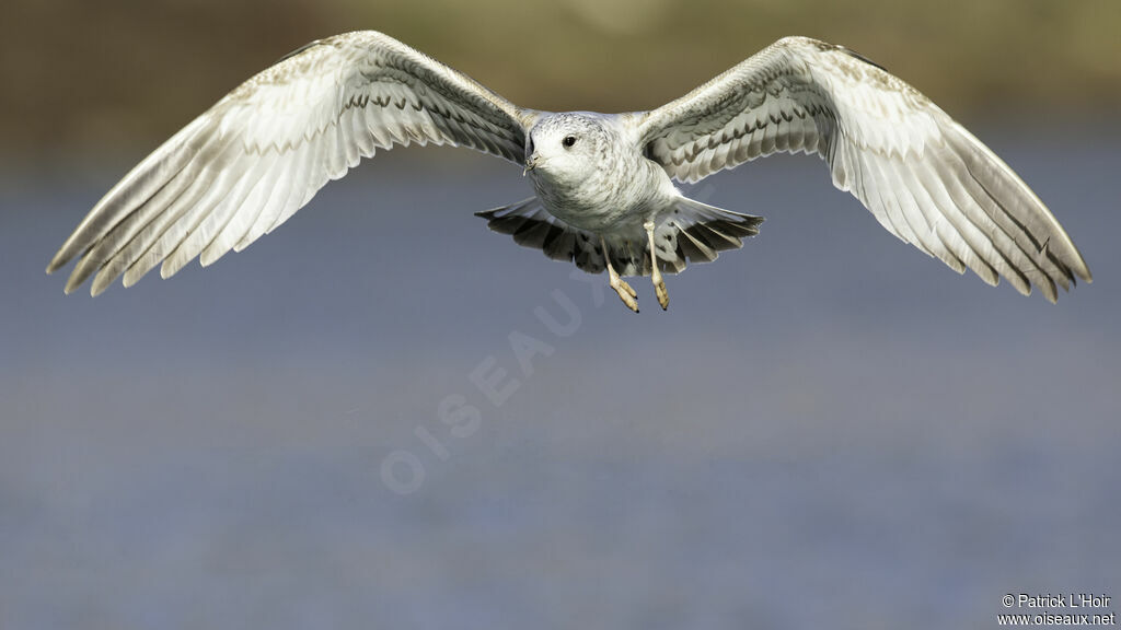 Common Gull