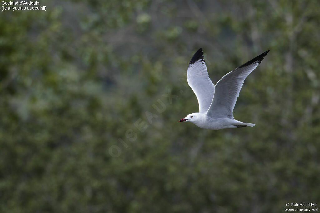 Audouin's Gulladult breeding, Flight