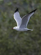 Audouin's Gull