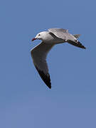 Audouin's Gull