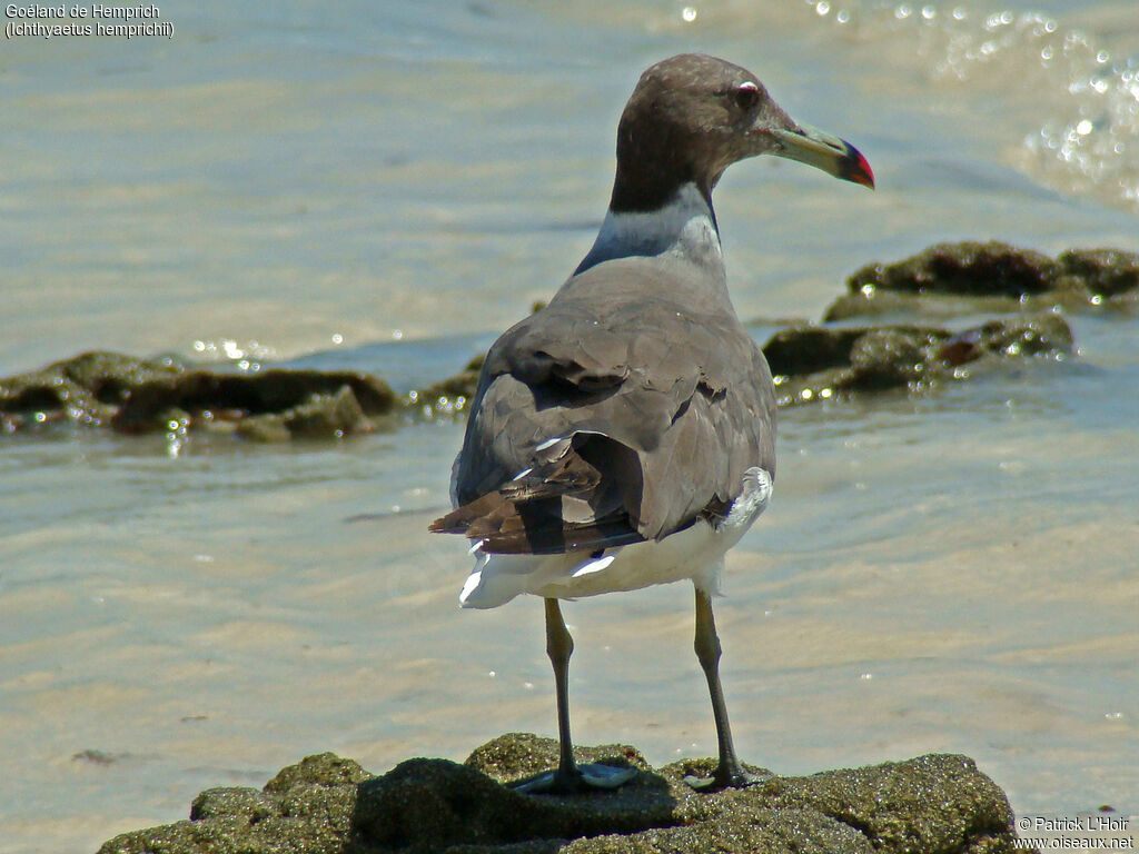 Sooty Gull