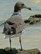 Sooty Gull