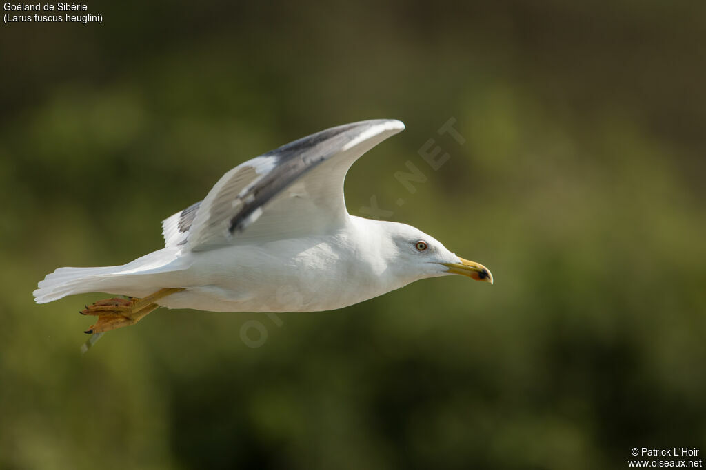 Lesser Black-backed Gull (heuglini), Flight