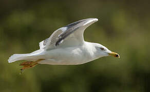 Lesser Black-backed Gull (heuglini)