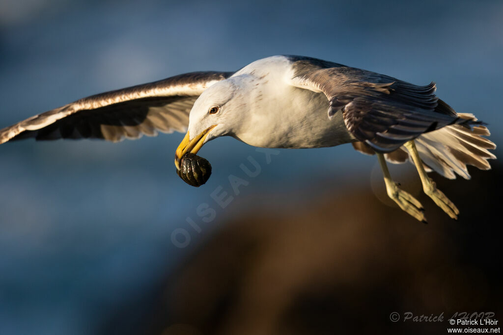 Kelp Gull