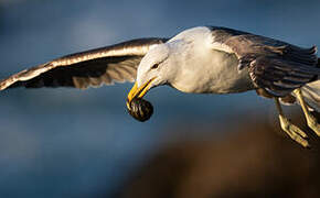 Kelp Gull