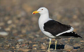 Kelp Gull