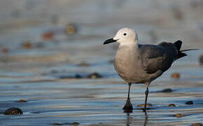 Grey Gull