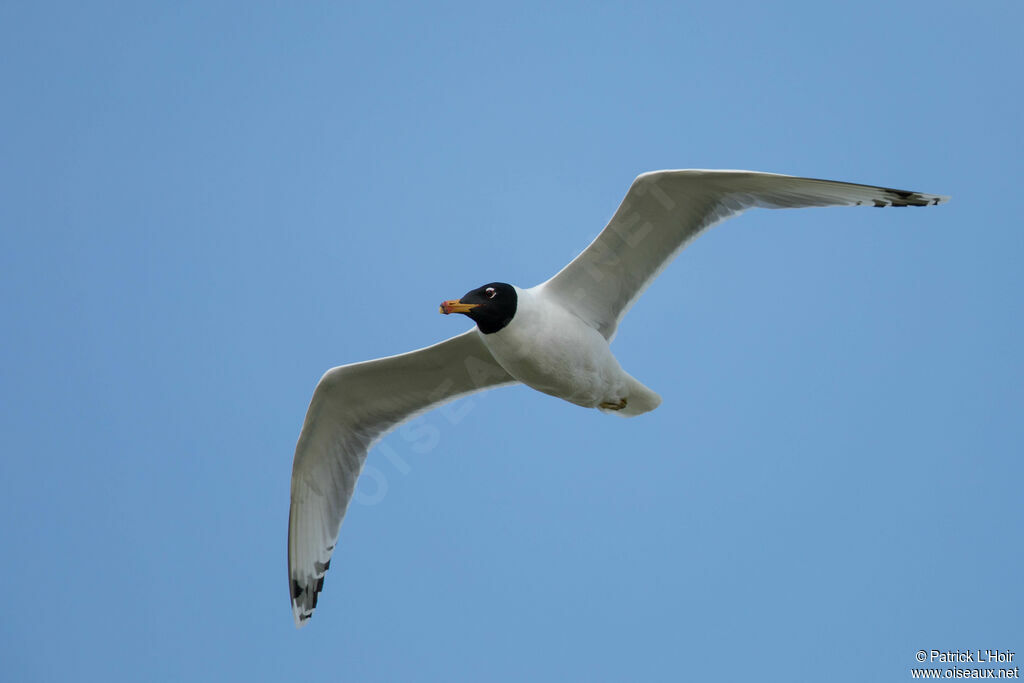 Pallas's Gull