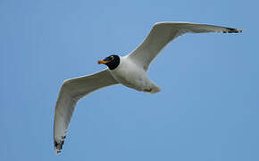 Pallas's Gull